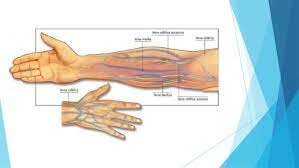 Sistema Venoso de Tamassia
