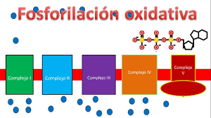 Fosforilación oxidativa. H.A Kalcar y B.A Belitzer