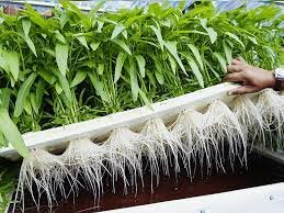 Inicio de cultivos hidroponicos y semihidroponicos. Hewitt