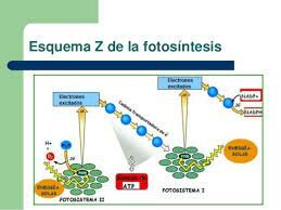 Propuesta del esquema Z.  R. Hill y F. Bendall