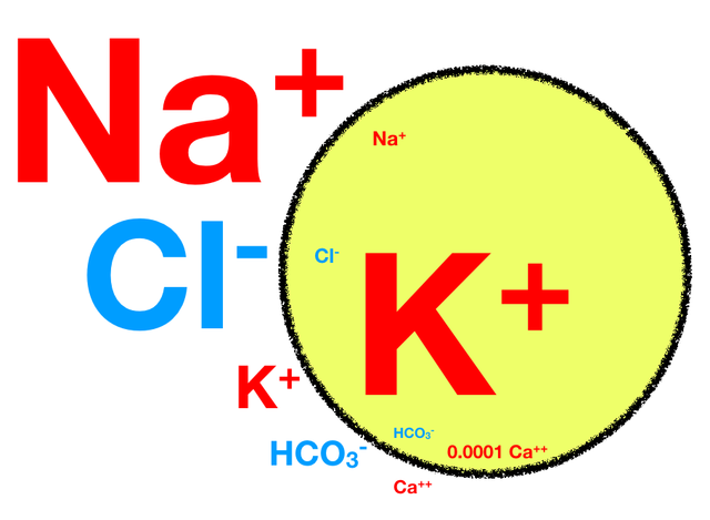 Líquido intracelular y electrolitos