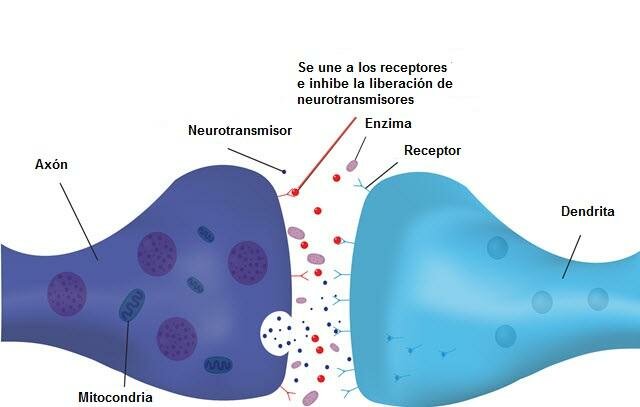 DESCUBRIMIENTO DE LOS RECEPTORES BENZODIAZEPÍNICOS
