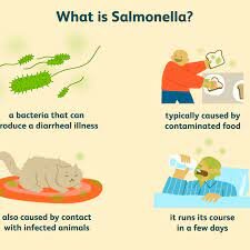 Salmonella Bacteria