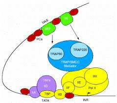 Transcripción potenciadora
