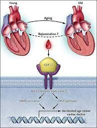 Reversión de la hipertrofia cardíaca