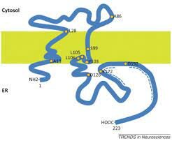 Estructura del receptor sigma-1