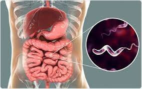 Campylobacter