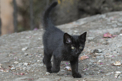 Felis catus (Gato doméstico)