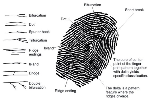 Sistema Papiloscòpico