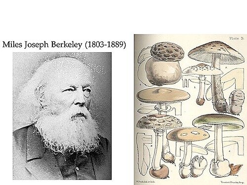 PHYTOPHTHORA INFESTANS-Miles Joseph Berkeley