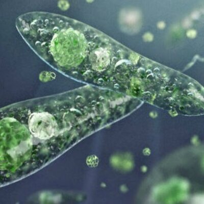 Timeline: Linha do tempo - Classificação dos protistas - Caique Aguiar