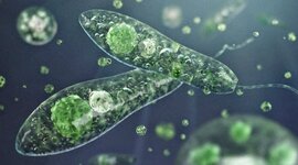 Timeline: Linha do tempo - Classificação dos protistas - Caique Aguiar