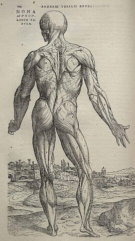 Primer gran trabajo anatómico.