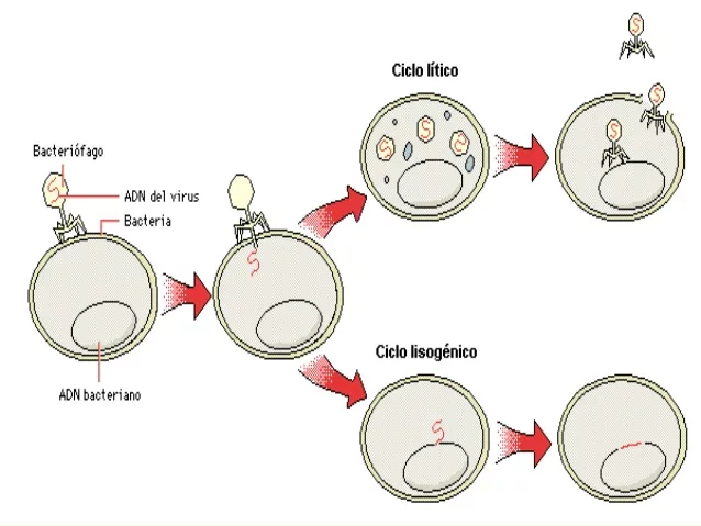 LISOGENIA-André Michel Lwoff e