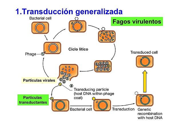 TRANSDUCCIÓN GENERALIZADA-Norton Zinder y Joshua Lederberg