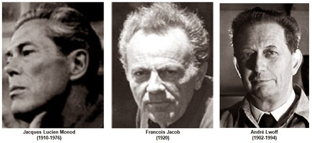 OPERÓN-François Jacob y Jacques Monod