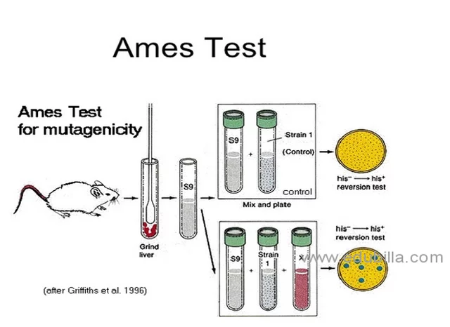 TEST DE AMES-Bruce Ames