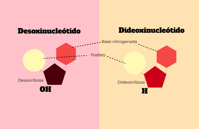 METODO DIDEOXINUCLEÓTIDOS-Frederick Sanger