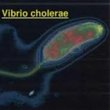 VIBRIO CHOLERAE-Heidelberg
