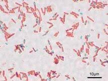 BACILLUS SUBTILIS