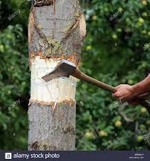 Uso en la actualidad y Uso en tu comunidad