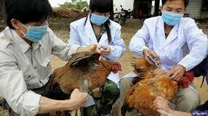 Influenza aviar H7N9