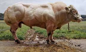 Primeras vacas transgénicas