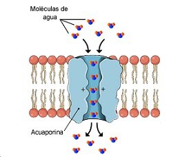 Descubrimiento de las acuaporinas