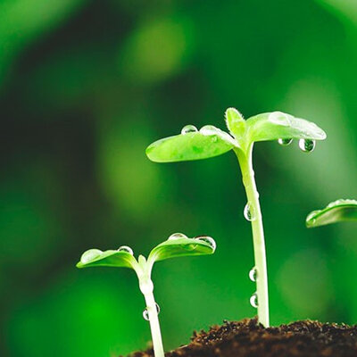 Timeline: FISIOLOGIA VEGETAL