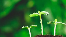 Timeline: FISIOLOGIA VEGETAL