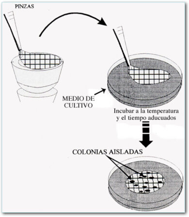 1ra evidencia de la existencia de los virus