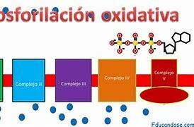 Fosforilación oxidativa. H.A Kalcar y B.A Belitzer