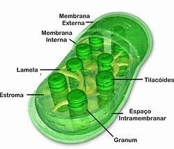 Descubrimiento de cloroplastos. Robert Hil