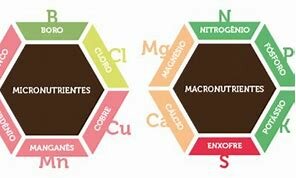 Macro y micronutrientes con soluciones nutritivas. Hoagland y Arnon