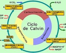 Descubrimiento ciclo de calvin. M. Calvin y colaboradores