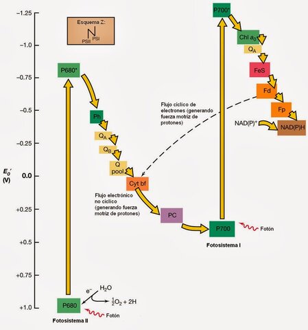 Propuesta del esquema Z. R. Hill y F. Bendal