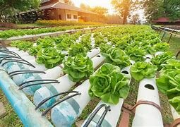 Inicio de cultivos hidroponicos y semihidroponicos. Hewitt