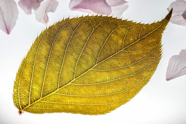 Citocininas retardan la senilidad en hojas. A. Lang y A. Richardson