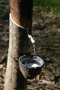 Início do “ciclo da borracha” na Amazônia, utilizando principalmente mão-de-obra nordestina deslocada de suas províncias por uma grande seca.