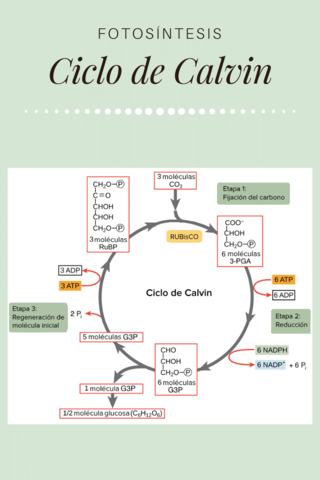 Historia del ciclo de Calvin