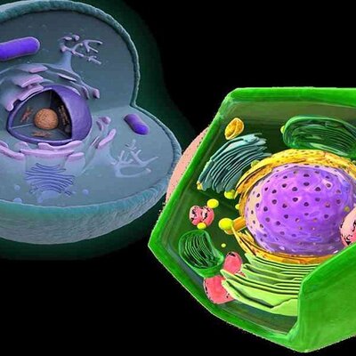 Timeline: Teoría Celular