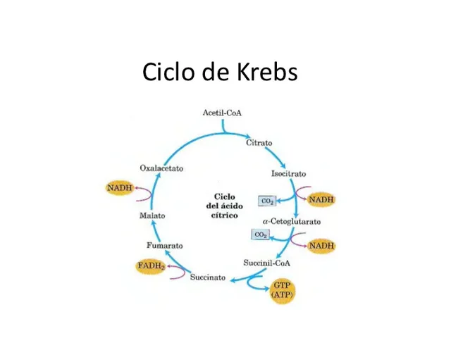 Descubrimiento del ciclo krebs