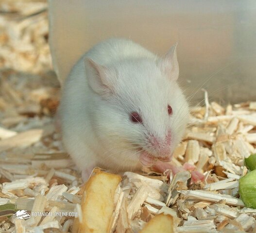 Regeneración de organo dentario