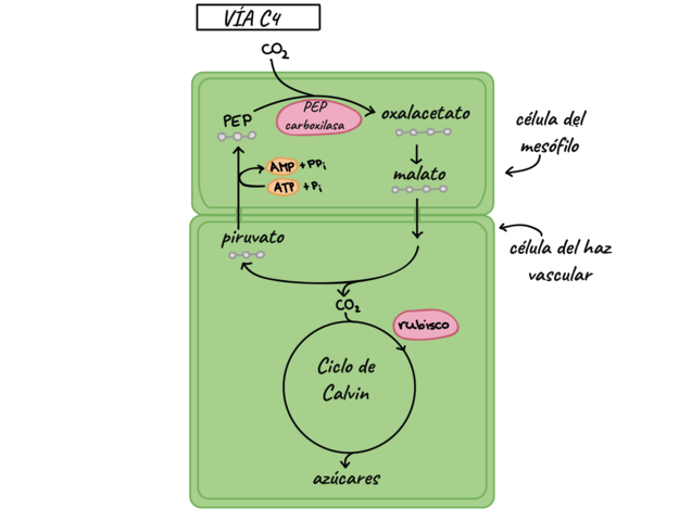 S. E. Karpilov, M.D. Hote y C.R. Slack