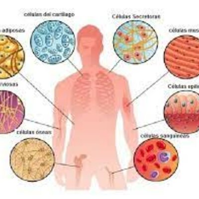 Timeline: Evolución de la "Teoría Celular."