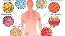 Timeline: Evolución de la "Teoría Celular."