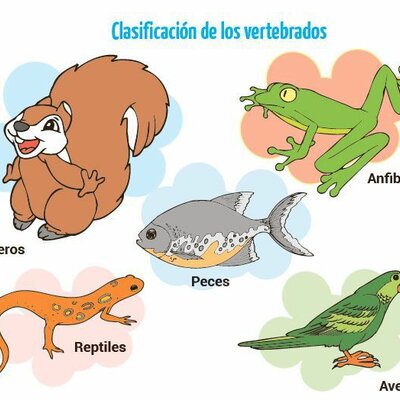 Timeline: EVOLUCIÓN DE LOS VERTEBRADOS