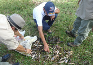 Evolución de los ecosistemas