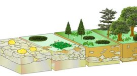 Timeline: Evolución