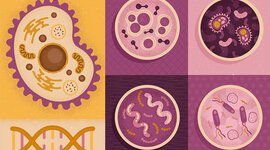 Timeline: Descubrimiento de la célula